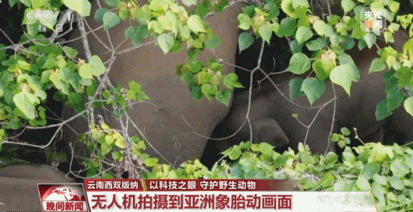 科技助力野生动物监测保护 野外拍到亚洲象、大熊猫珍贵画面